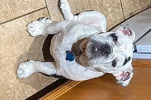 Bulldog Dog Apollo