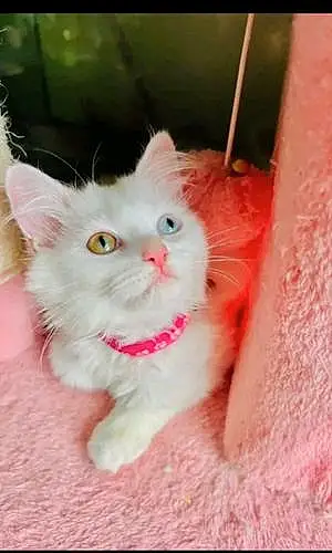 Name Persian Cat Elizabeth