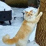 Cat, Snow, Carnivore, Felidae, Fawn, Small To Medium-sized Cats, Whiskers, Tail, Freezing, Wood, Winter, Domestic Short-haired Cat, Tree, Furry friends, Paw, Terrestrial Animal, Claw, Sitting, Trunk, Precipitation