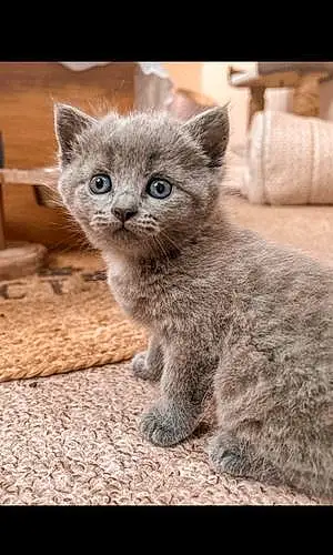Name British Shorthair Cat Delilah