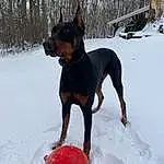 Water, Dog, Carnivore, Snow, Dog breed, Sports Equipment, Freezing, Recreation, Happy, Fun, Tail, Working Animal, Dog Collar, Ball, Canidae, Winter, Carmine, People In Nature, Paint, Adventure