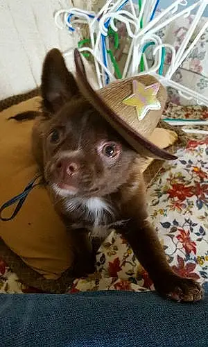 Name Chihuahua Dog Gilly