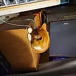 Felidae, Cat, Carnivore, Vroom Vroom, Wood, Fawn, Small To Medium-sized Cats, Vehicle Door, Hood, Automotive Exterior, Couch, Vehicle, Automotive Design, Table, Bag, Desk, Whiskers, Metal, Window, Windshield
