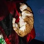 Cat, Textile, Comfort, Carnivore, Felidae, Whiskers, Tartan, Fawn, Dog breed, Small To Medium-sized Cats, Companion dog, Tail, Plaid, Furry friends, Domestic Short-haired Cat, Darkness, Pattern, Tree, Lap
