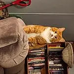 Cat, Felidae, Comfort, Carnivore, Small To Medium-sized Cats, Wood, Whiskers, Publication, Furry friends, Shelving, Room, Bag, Domestic Short-haired Cat, Linens, Tail, Membranophone