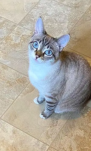Name Siamese Cat Diamond