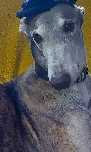 Name Greyhound Dog Alan