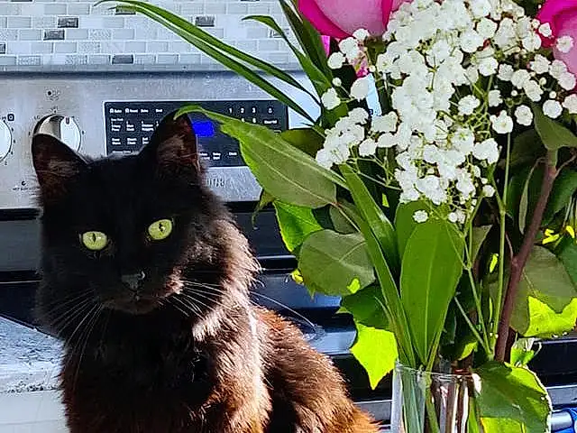 Flower, Plant, Cat, Felidae, Blue, Leaf, Carnivore, Flowerpot, Small To Medium-sized Cats, Whiskers, Petal, Terrestrial Plant, Houseplant, Flowering Plant, Tail, Black cats, Annual Plant, Furry friends, Domestic Short-haired Cat, Flower Arranging