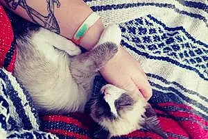 Name Siamese Cat Cypress