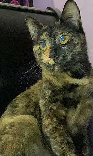 Name American Shorthair Cat Avery
