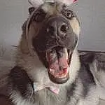 Dog, Dog breed, Jaw, Carnivore, Ear, Whiskers, Fawn, Fang, Companion dog, Snout, Working Animal, Terrestrial Animal, Furry friends, Paw, Canidae, Flesh, Yawn, Non-sporting Group, Shout
