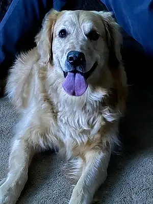 Name Golden Retriever Dog Chloe