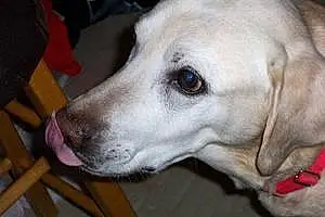 Name Labrador Retriever Dog Champion