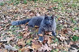 Name Maine Coon Cat Greyson
