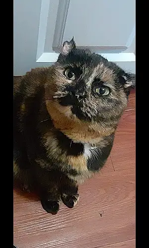 Name Scottish Fold Cat Beauty