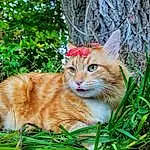 Cat, Plant, Felidae, Carnivore, Tree, Small To Medium-sized Cats, Grass, Fawn, Whiskers, Terrestrial Animal, Tail, Snout, Wood, Trunk, Domestic Short-haired Cat, Furry friends, Sitting, Groundcover
