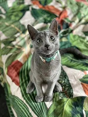 Russian Blue Cat Szaki
