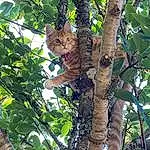 Cat, Branch, Felidae, Tree, Trunk, Carnivore, Biome, Woody Plant, Small To Medium-sized Cats, Twig, Whiskers, Tail, Terrestrial Plant, Plant, Terrestrial Animal, Northern Hardwood Forest, Jungle, Plant Stem, Wood