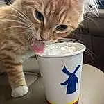 Food, Cat, Felidae, Drinkware, Cat Food, Carnivore, Cup, Small To Medium-sized Cats, Whiskers, Pet Food, Ingredient, Animal Feed, Cat Supply, Drinking, Tail, Drink, Soft Drink, Drinking Straw, Pet Supply