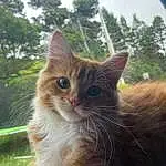 Cat, Window, Plant, Felidae, Tree, Carnivore, Small To Medium-sized Cats, Sky, Whiskers, Fawn, Grass, Tail, Snout, Furry friends, Domestic Short-haired Cat, Wood, Sitting, Paw