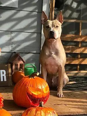 Halloween Dog Tyler