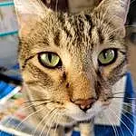 Head, Cat, Eyes, Blue, Felidae, Small To Medium-sized Cats, Carnivore, Ear, Whiskers, Snout, Eyelash, Domestic Short-haired Cat, Furry friends, Terrestrial Animal, Photography