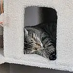 Cat, Window, Felidae, Carnivore, Textile, Small To Medium-sized Cats, Comfort, Whiskers, Grey, Couch, Wood, Snout, Rectangle, Tail, Cardboard, Snow, Paw, Domestic Short-haired Cat, Furry friends, Winter