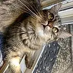 Cat, Felidae, Carnivore, Small To Medium-sized Cats, Whiskers, Snout, Domestic Short-haired Cat, Furry friends, Claw, Terrestrial Animal, Paw, Animal Shelter, Siberian
