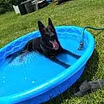 Dog, Blue, Carnivore, Boats And Boating--equipment And Supplies, Grass, Tarpaulin, Plant, Recreation, Leisure, Dog breed, Dog Sports, Electric Blue, Fun, Inflatable, Water Transportation, Animal Sports, Boat, Watercraft, Personal Protective Equipment