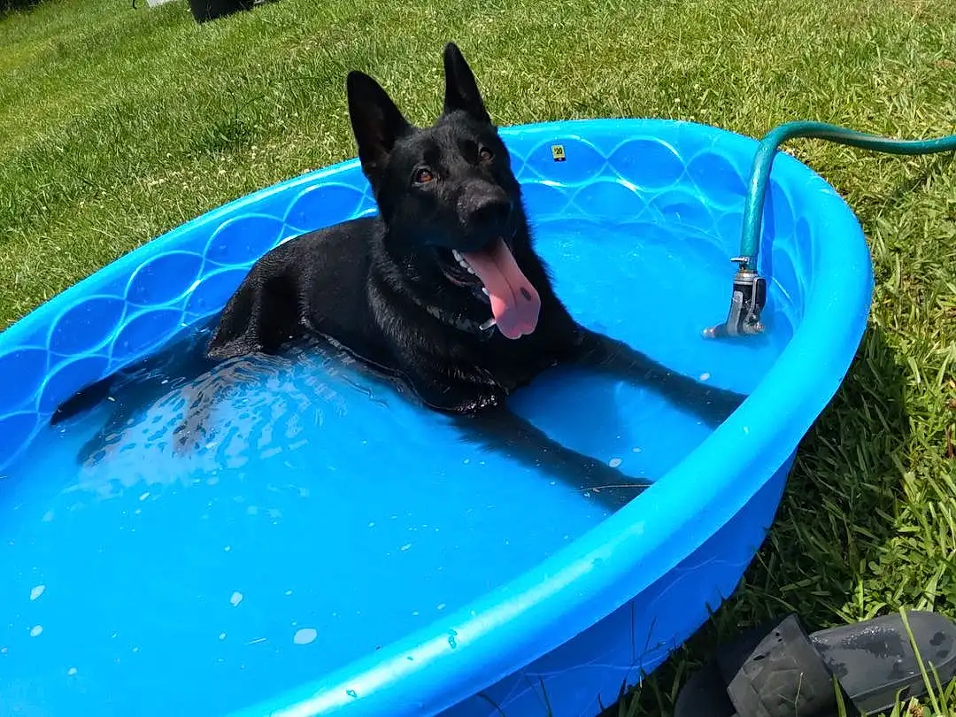 Dog, Blue, Carnivore, Boats And Boating--equipment And Supplies, Grass, Tarpaulin, Plant, Recreation, Leisure, Dog breed, Dog Sports, Electric Blue, Fun, Inflatable, Water Transportation, Animal Sports, Boat, Watercraft, Personal Protective Equipment