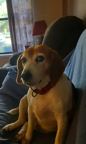 Name Beagle Dog Bernie