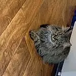 Cat, Felidae, Wood, Carnivore, Grey, Small To Medium-sized Cats, Whiskers, Hardwood, Wood Stain, Tail, Laminate Flooring, Plank, Domestic Short-haired Cat, Shelf, House, Furry friends, Varnish, Wood Flooring