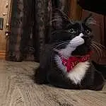 Cat, Eyes, Window, Carnivore, Felidae, Wood, Whiskers, Small To Medium-sized Cats, Hardwood, Black cats, Snout, Tail, Wood Stain, Domestic Short-haired Cat, Furry friends, Paw, Wood Flooring, Plank