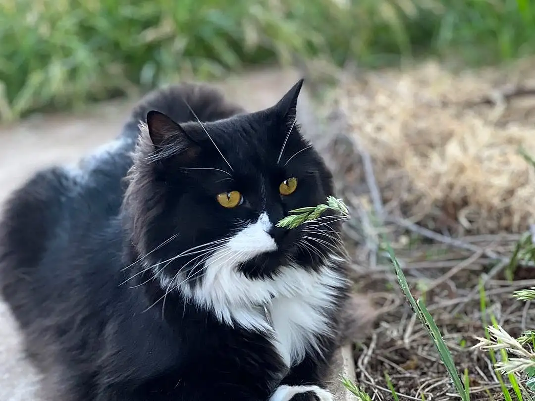 Cat, Carnivore, Whiskers, Grey, Plant, Felidae, Grass, Small To Medium-sized Cats, Snout, Tail, Tree, Domestic Short-haired Cat, Black cats, Furry friends, Groundcover, Herbaceous Plant, Soil, Sitting, British Longhair, Terrestrial Animal