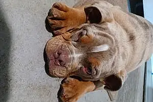 Name Bulldog Dog Goliath