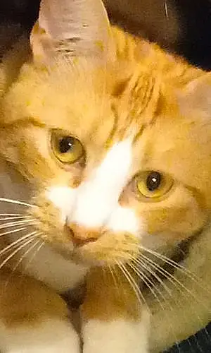 Tabby Cat Cinnamon