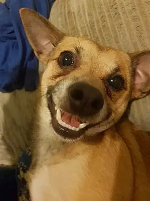 Firstname Chihuahua Dog Alfie