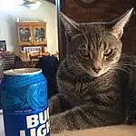 Cat, Aluminum Can, Picture Frame, Felidae, Beverage Can, Carnivore, Tin, Drinkware, Tin Can, Whiskers, Small To Medium-sized Cats, Clock, Drink, Snout, Carbonated Soft Drinks, Soft Drink, Tail, Domestic Short-haired Cat, Furry friends, Box