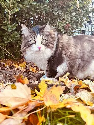 Oriental Longhair Cat Lacey