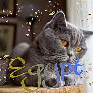 Name British Shorthair Cat Egypt