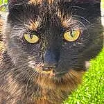 Head, Cat, Eyes, Carnivore, Felidae, Small To Medium-sized Cats, Whiskers, Terrestrial Animal, Grass, Snout, Close-up, Black cats, Domestic Short-haired Cat, Furry friends, Tail, Claw, Bombay