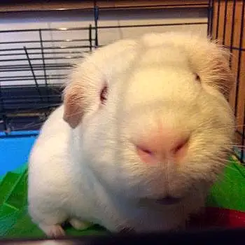 Russell The Rescue Guinea Pig