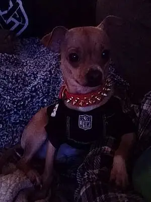 Name Chihuahua Dog Debo