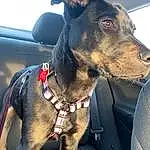 Dog, Dog breed, Carnivore, Collar, Working Animal, Companion dog, Fawn, Dog Collar, Snout, Vehicle, Whiskers, Metal, Canidae, Windshield, Car Seat Cover, Vehicle Door, Rampur Greyhound, Terrestrial Animal, Giant Dog Breed