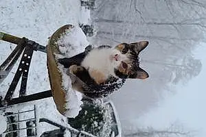 Winter Cat Nubbs