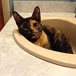 Cat, Plumbing Fixture, Felidae, Bathtub, Carnivore, Comfort, Small To Medium-sized Cats, Bathroom, Window, Whiskers, Tail, Snout, Tap, Plumbing, Sink, Domestic Short-haired Cat, Cat Supply, Furry friends, Terrestrial Animal, Room