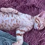 Cat, Felidae, Comfort, Carnivore, Small To Medium-sized Cats, Whiskers, Fawn, Grass, Tail, Terrestrial Animal, Snout, Paw, Domestic Short-haired Cat, Furry friends, Claw, Cat Bed, Nap