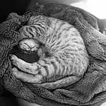 Felidae, Comfort, Carnivore, Cat, Small To Medium-sized Cats, Grey, Whiskers, Cat Bed, Wrinkle, Dog breed, Black & White, Wool, Close-up, Terrestrial Animal, Monochrome, Canidae, Domestic Short-haired Cat, Furry friends, Tail