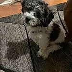 Dog, Carnivore, Dog breed, Water Dog, Companion dog, Toy Dog, Snout, Working Animal, Terrier, Shih-poo, Small Terrier, Furry friends, Labradoodle, Portuguese Water Dog, Canidae, Yorkipoo, Maltepoo, Wood