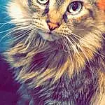 Cat, Eyes, Blue, Felidae, Carnivore, Plant, Small To Medium-sized Cats, Whiskers, Iris, Snout, Electric Blue, Furry friends, Domestic Short-haired Cat, Terrestrial Animal, Maine Coon, Photo Caption, Happy, Paw, Photography, Square